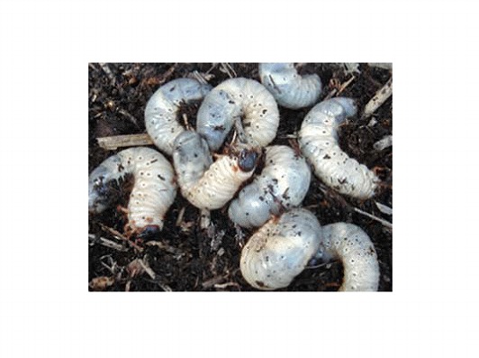 �J�u�g���V�c��