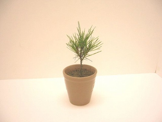 �A�J�}�c�̕c