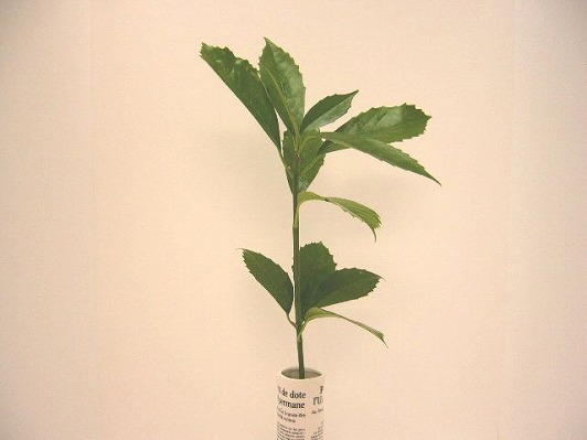 AIL