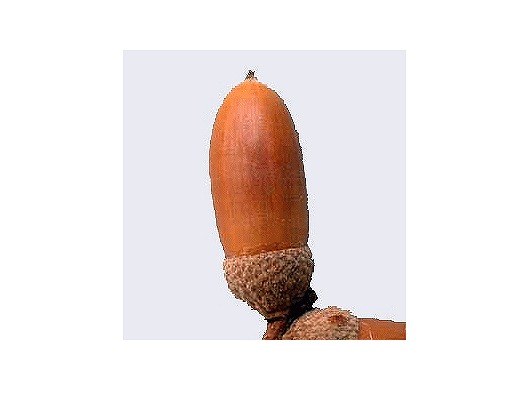 hÔ